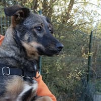 CROUSTIE, chienne à adopter