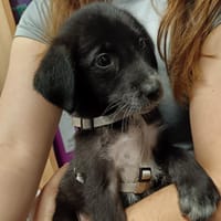 mochi, chien à adopter