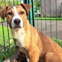 YOUNG, chienne à adopter