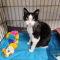 ROSALIE, chatte à adopter