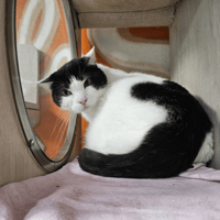 BILLY C, chat à adopter