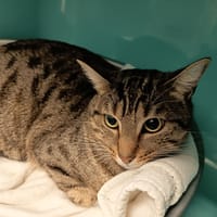 HAZEL C, chat à adopter