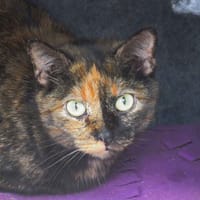SPINELIE, chatte à adopter