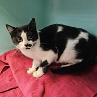 Diane, chatte à adopter
