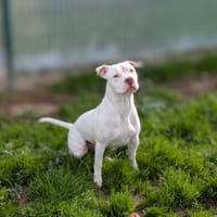 PACO, chien à adopter