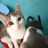 CUPCAKE C, chatte à adopter