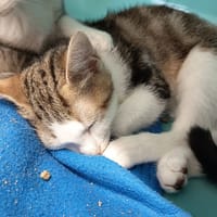 CROISSANT C, chat à adopter