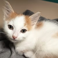 PERSIL C, chat à adopter