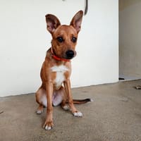 Diablesse, chienne à adopter