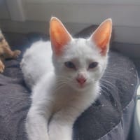 ALASKA, chatte à adopter
