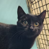 GOMEZ QCT, chat à adopter