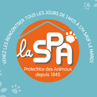 Ninja, chien à adopter