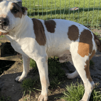 RONDOUDOU, chien à adopter