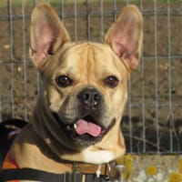 TIPLOUF, chien à adopter