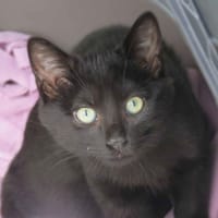 TAPENADE, chatte à adopter