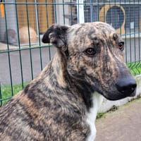 LUMA, chienne à adopter