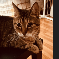 POMPON, chat à adopter