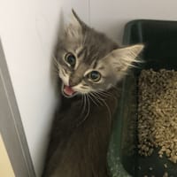 NAYA, chatte à adopter