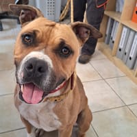 THOR, chien à adopter