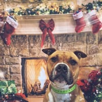 THOR, chien à adopter