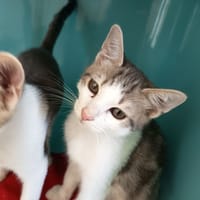 BONBON C, chat à adopter