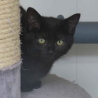 MOUSSELINE, chat à adopter