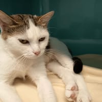 VANILLE C, chatte à adopter