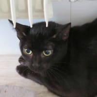 TAGLIATELLE, chatte à adopter