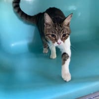 PATATA, chatte à adopter