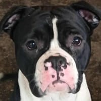 Rivers (réservé), chien à adopter