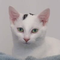 AMIE (Réservée), chatte à adopter