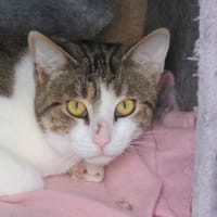 SHUBTI, chat à adopter