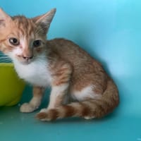 JASPER, chat à adopter