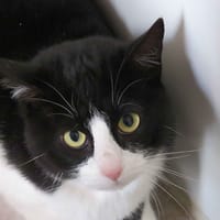 SMOKE, chat à adopter