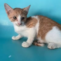 HORACE, chat à adopter