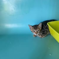 BOLT, chat à adopter