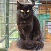 ROBINE, chatte à adopter