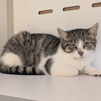 Flanelle, chatte à adopter