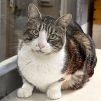 NANO, chat à adopter