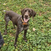 SHERLOCK, chien à adopter