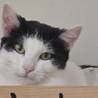 HELSINGA, chatte à adopter