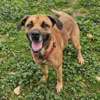 RINTINTIN, chien à adopter