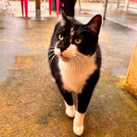 Paco, chat à adopter