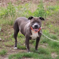 GUILIA HAA24569, chienne à adopter