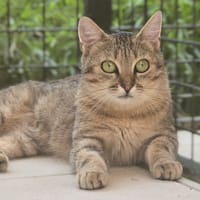 CLOCHETTE, chatte à adopter