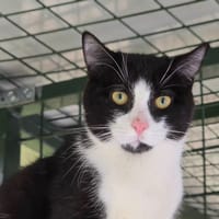 BOOBA, chat à adopter