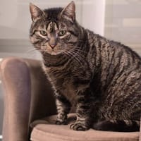 ZANZIBAR, chat à adopter