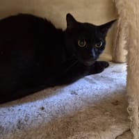 LIMA, chatte à adopter