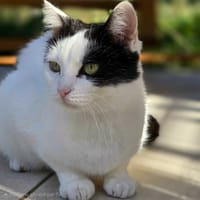 ALBA, chatte à adopter