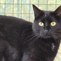 PALISSE, chatte à adopter